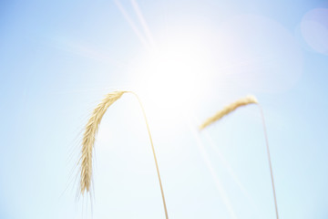 Two wheat ripe mature ears spikes bending under clear blue sky without clouds 