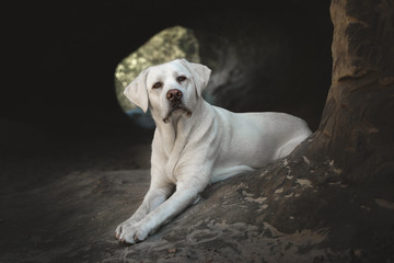 junger schöner labrador retriever hund welpe beim wandern im wald während einer sonnigen pause in einer höhle