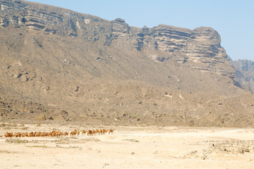 in oman  free dromedary