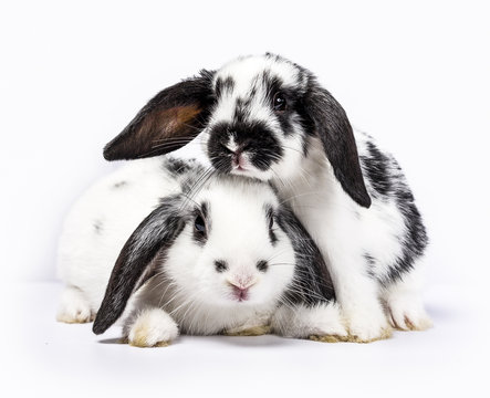 Couple of two black and white baby bunnies