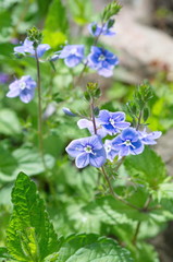 Fototapeta na wymiar Blue flowers Veronica chamaedrys