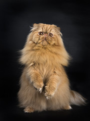 Red Persian sitting up isolated on black background facing camera