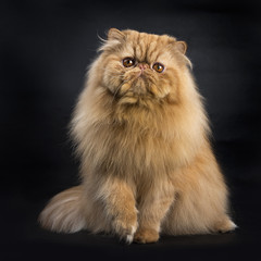 Red Persian sitting isolated on black background facing camera