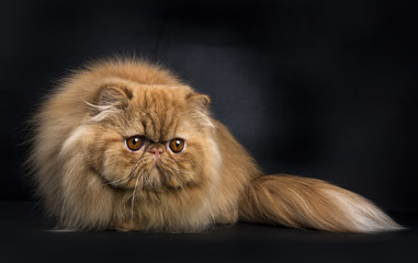 Red Persian cat in hunting pose isolated on black background