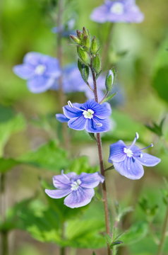 Blue flowers Veronica chamaedrys closeup