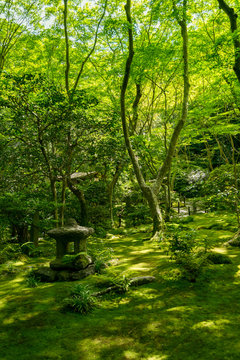 祇王寺の苔の庭園・石灯籠