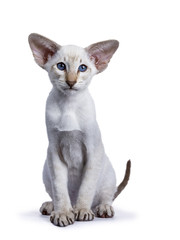 Siamese kitten sitting on white background
