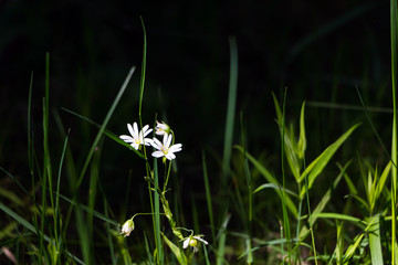 White flowers of Stellaria graminea - lesser starwort - lesser stitchwort in the grass in the forest. June.