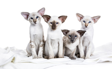 Row of four Siamese kittens sitting on a white blanket isolted on white background