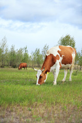 Naklejka na ściany i meble Cows graze in the meadow.