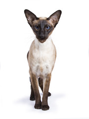 Siamese cat standing frontal isolated on wite background