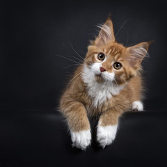 Red tabby with white Maine Coon kitten (Orchidvalley) laying isolated on black background with paws...