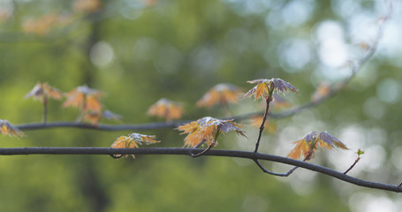 young maple leaves in warm spring sunlight