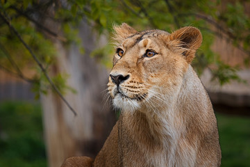 Lion