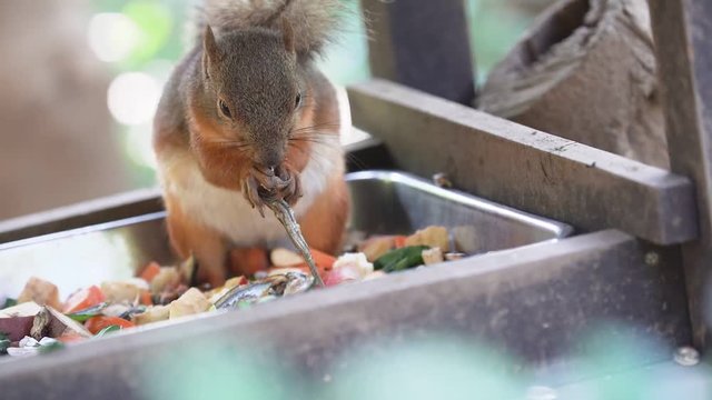 Food scenery of Japanese squirrel (Slow motion video)  No.1
