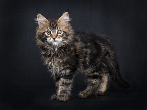 Black tabby Maine Coon kitten (Orchidvalley) standing isolated on black background facing camera