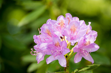 Beautiful fresh rododendron flower head on a blurred green plants background close up