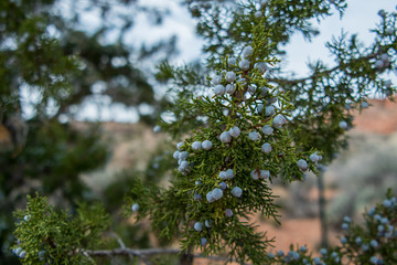 Berries on Juniper Tree