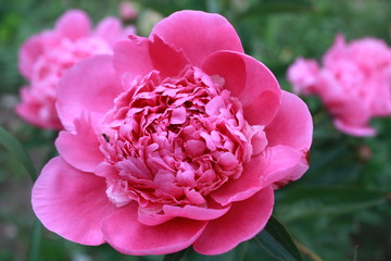 Bright pink flower