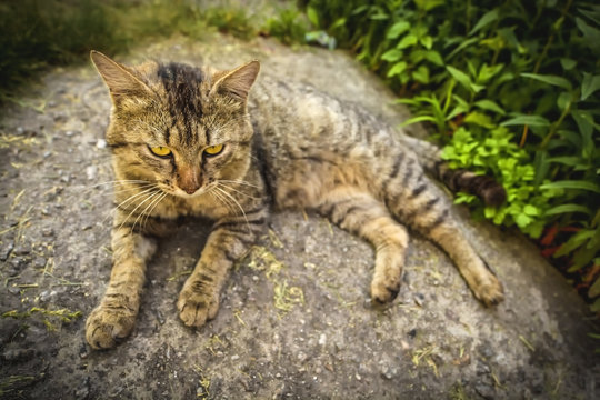 Lazy green / yellow eye domestic striped yard cat close up portrait. Photo.