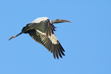 wood_stork_in_flight