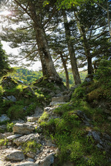 徳島県三好市　剣山山頂への遊歩道