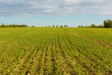 Fototapeta na wymiar Young Wheat Growing in the Field Neat Rows