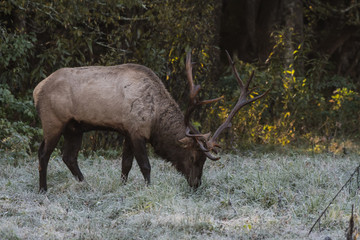 Bull Elk in Dewy Grass