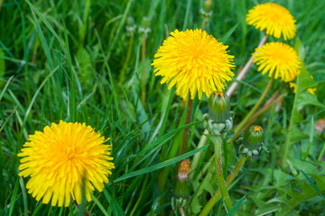 Close up of blooming yellow dandelion flowers