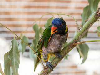 Parrot Lori  - Loriinae - sits on a branch in an aviary for parrots at the Gan Guru Zoo in Kibbutz...