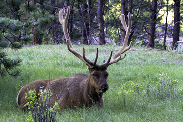 Naklejka na ściany i meble Bull Elk at dawn in Rocky Mountain National Park