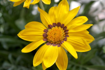 Yellow motley and bright flower close-up