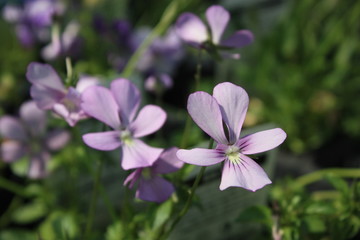 Fototapeta premium spring violet flower