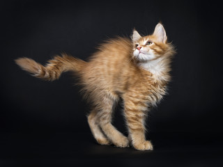 Fototapeta na wymiar Red tabby Maine Coon kitten (Orchidvalley) walking / dancing on black background like balllerina