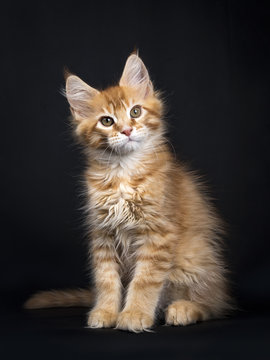 Red tabby Maine Coon kitten (Orchidvalley) sitting isolated on black background