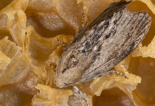 Galleria mellonella; wax moth - bee parasite - microscope photo