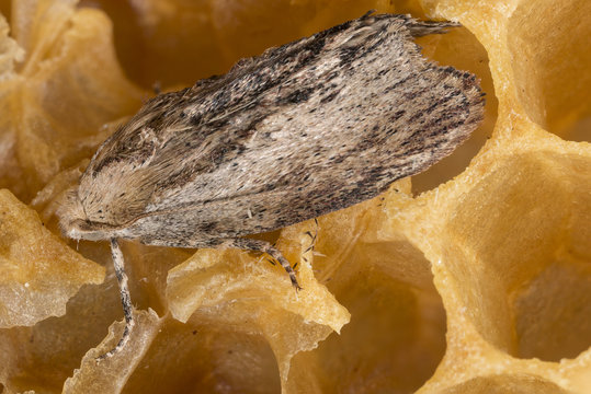 Galleria mellonella; wax moth - bee parasite - microscope photo