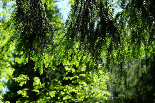 Fototapeta Branches of coniferous tree