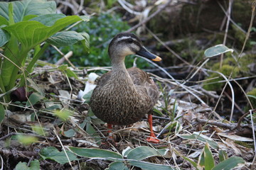 nature wild duck
