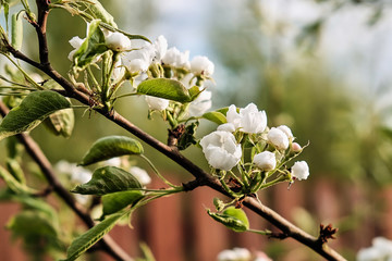 flowering branch of Apple