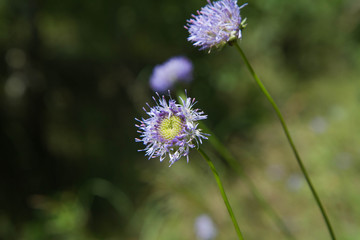 Sheep's bit scabious (Jasione montana)