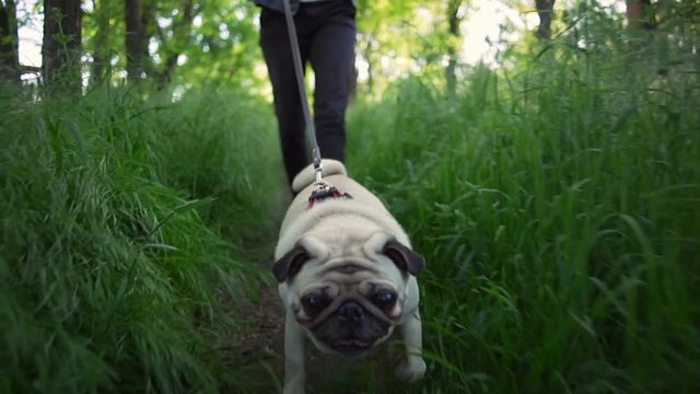 portrait happy puppy dog of pug breed walk green grass summer sun slow motion