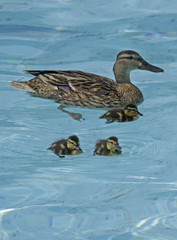 Mallard with three ducklings