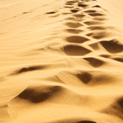 Fototapeta na wymiar in oman the old desert and the empty quarter abstract texture line wave