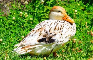 A beautiful stick duck lives in the Botanical Garden in Marburg.