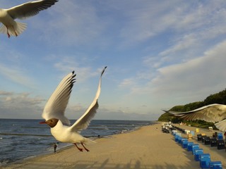 Usedom - Möwen