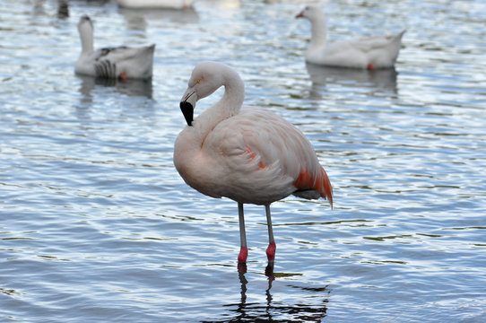 lonely Chilean flamingo (Phoenicopterus chilensis) at a public park at Buenos Aires, Argentina