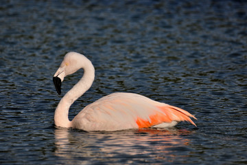 lonely Chilean flamingo (Phoenicopterus chilensis) at a public park at Buenos Aires, Argentina