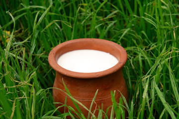 Fototapeta premium Milk in a clay pot on grass