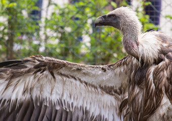 Griffon Vulture sitting with wings wide open


